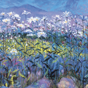 MC-516 FIELD OF DAISIES