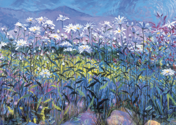 MC-516 FIELD OF DAISIES