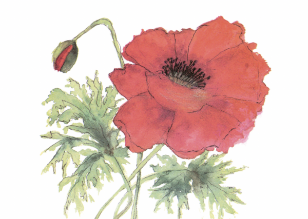 MC-757 ORIENTAL POPPY