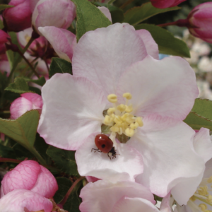 MC-821 BLOSSOMS TO CELEBRATE