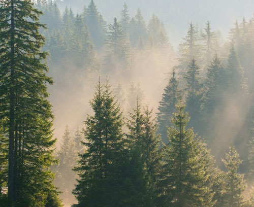 Misty landscape with pine trees