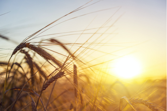 landscape of wheat with a bright sun in the background