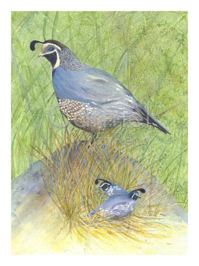 Country Quail – Print