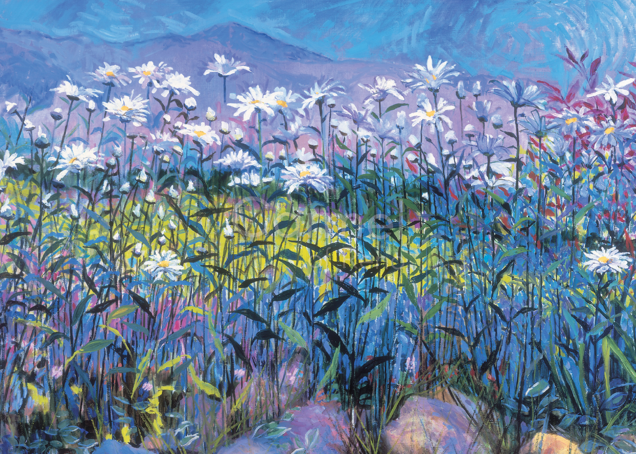 Field of Daisies – Canvas
