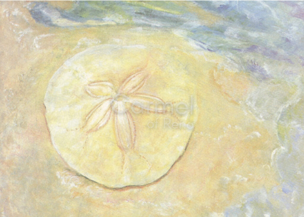 Sand Dollar – Card