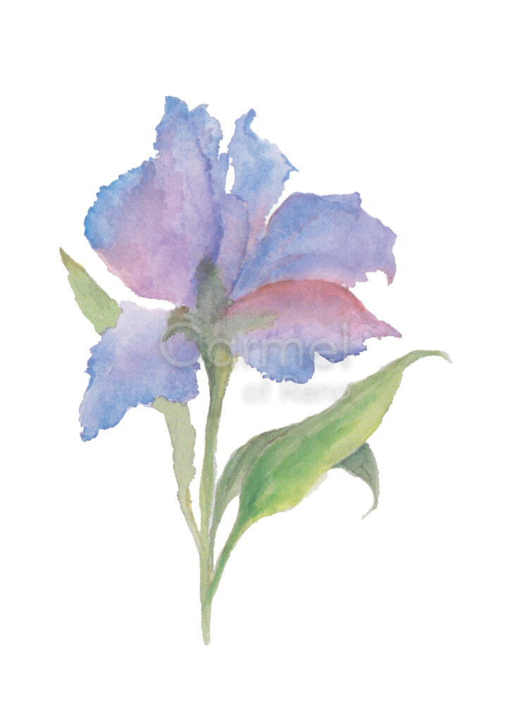 Spring Iris – Card
