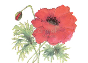 Painting of a single oriental poppy.