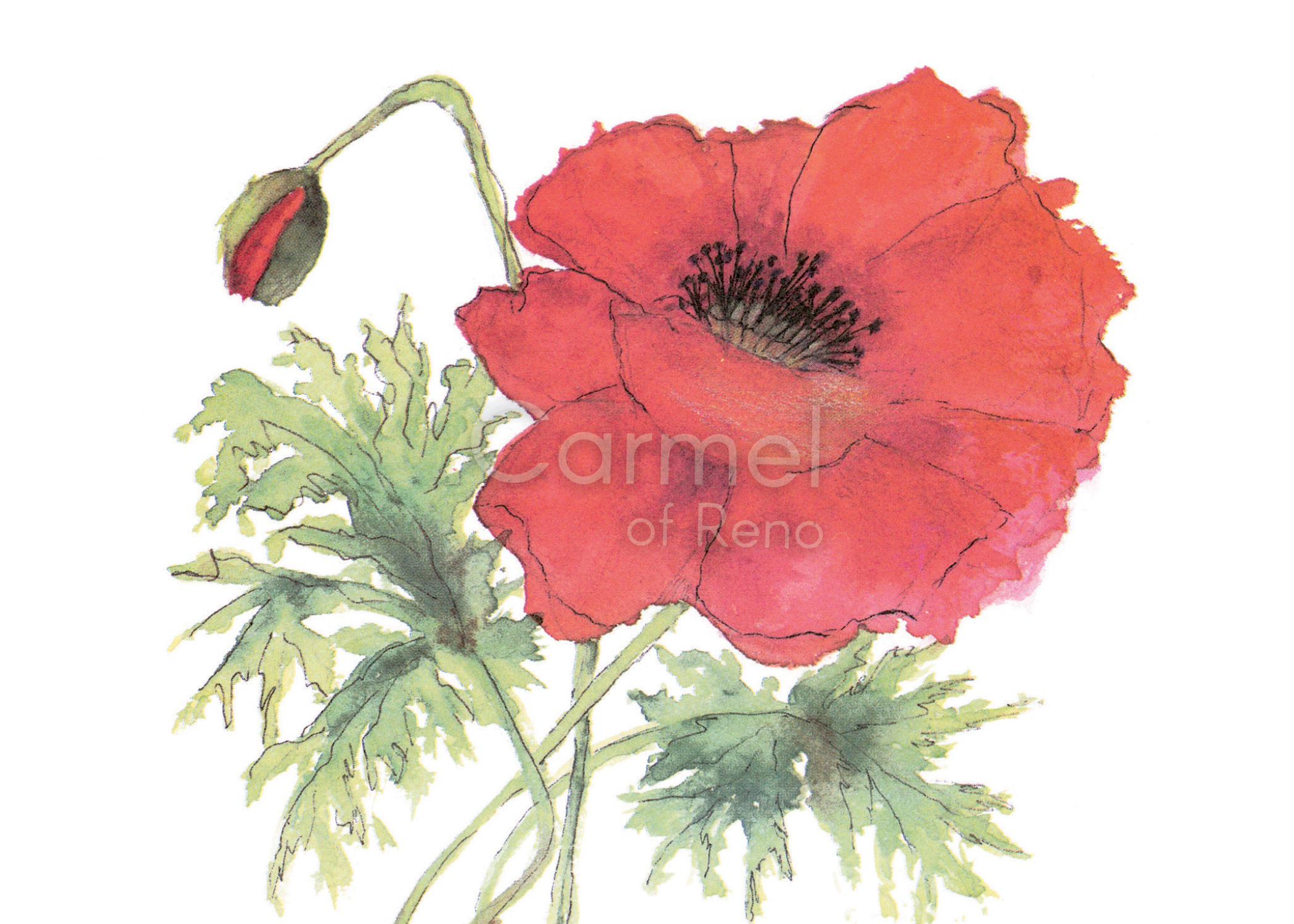 Oriental Poppy – Canvas