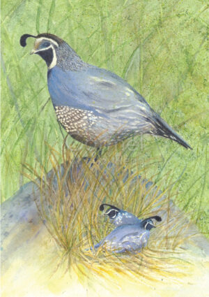 Drawing of a quail on a mound, with baby quails around it.