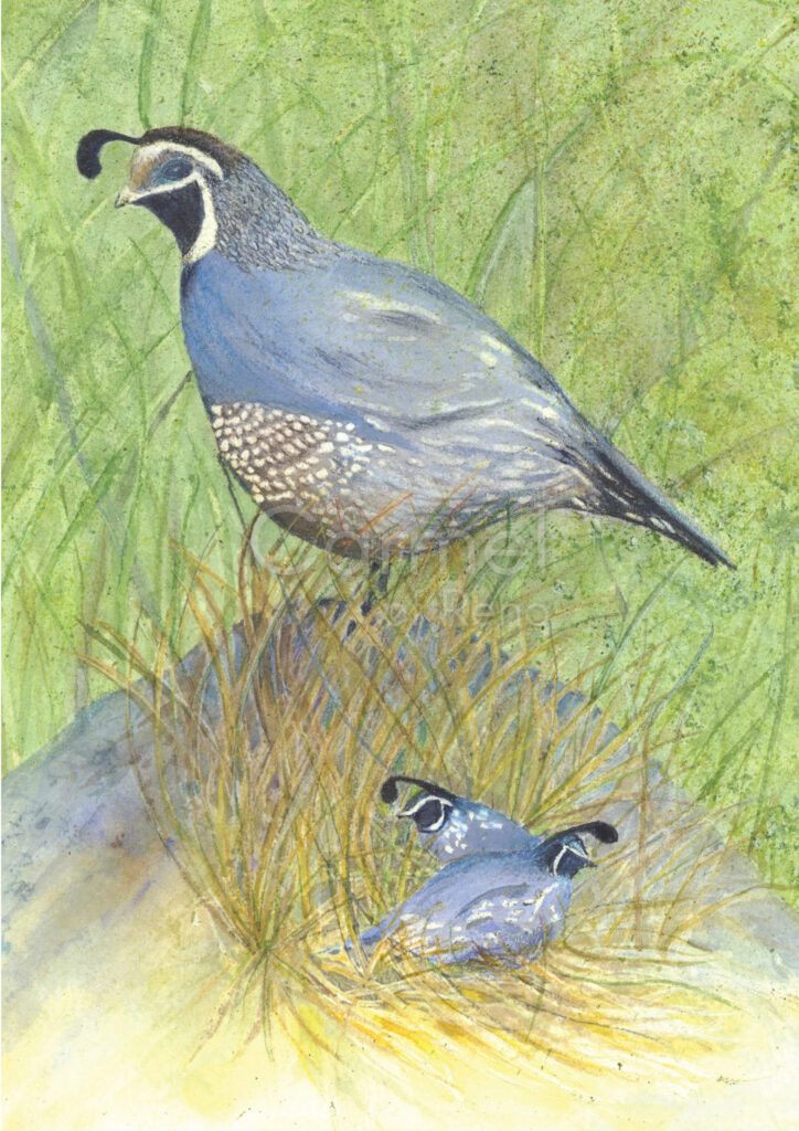 Country Quail – Canvas