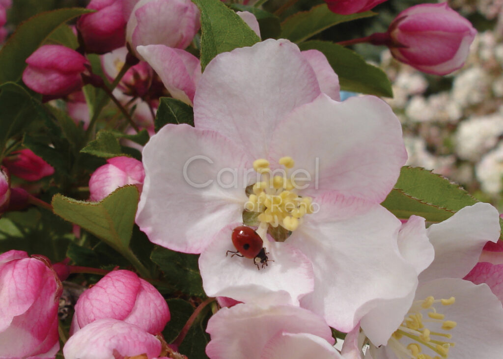 Blossoms to Celebrate – Card
