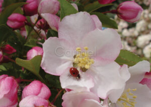 Photograph of close-up flowers