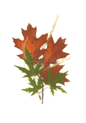 Illustration of autumn leaves