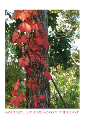 Close-up photograph of autumn leaves on a tree.