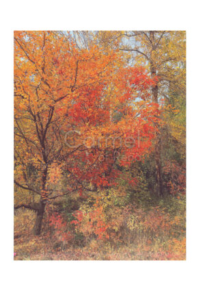 Illustration of a colorful autumn tree
