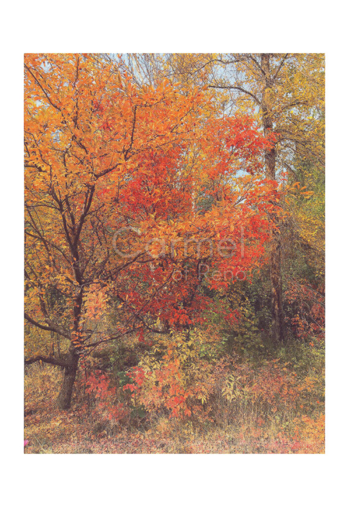 Fall Colors – Card