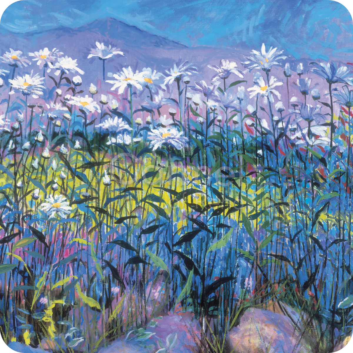 Field of daisies
