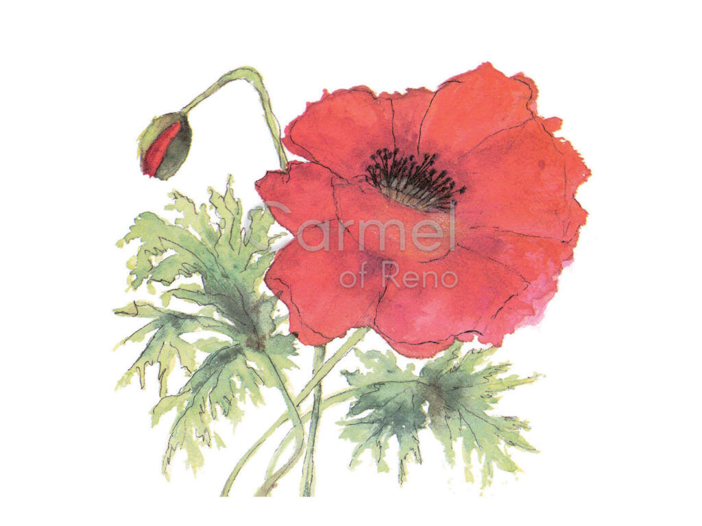 Oriental Poppy – Print