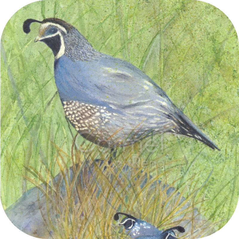 Painting of quail with young quail in field