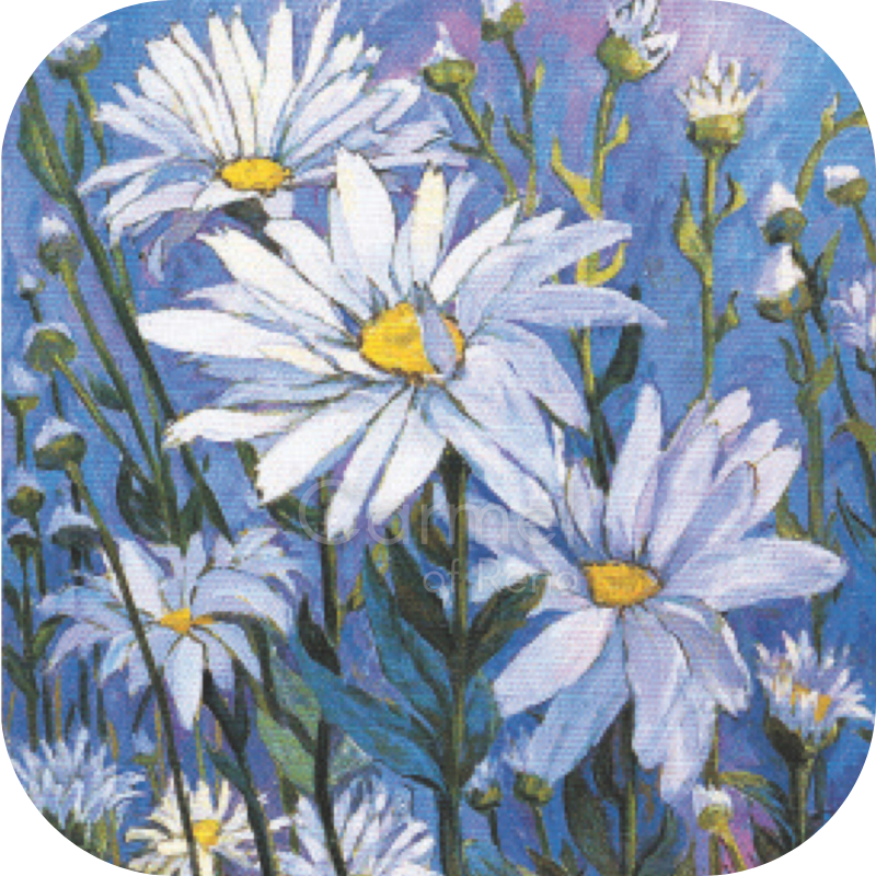 Proud white daisies on a blue sky background