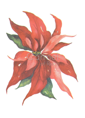 Poinsettia