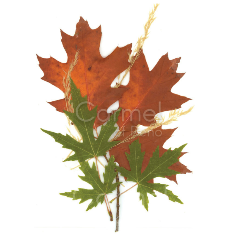 Photo of autumn leaves on simple white background